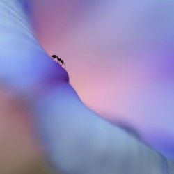 La fourmie et l'hypomée / HULIN Agnès 