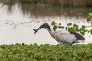 Le déjeuner de l'ibis / Dominique Girod