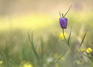 Concours Nature 2017