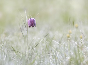 Concours Nature 2017