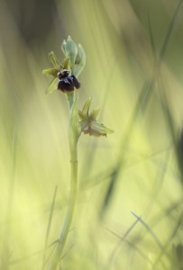 Concours Nature 2017