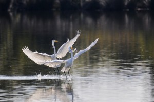 Concours Nature 2017