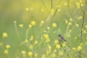 Concours Nature 2017