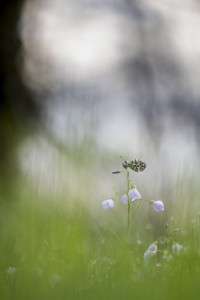 Concours Nature 2017