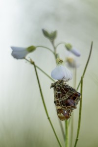 Concours Nature 2017