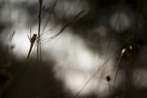 Concours Nature 2017