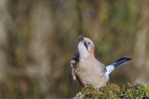 Concours Nature 2017