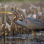 Concours Nature 2017 : première photo