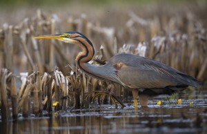 Concours Nature 2017 : première photo