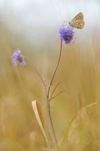 Concours Nature 2017