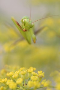 Concours Nature 2017