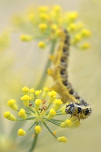 Concours Nature 2017