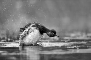 PMariolan_grebe_cou_noir