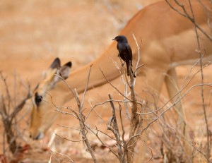 CNP_2018_JCPerrinaud_Drongo