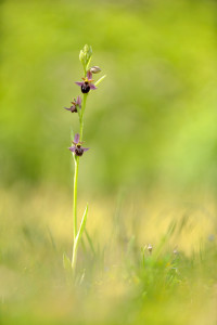 CNP_2018_JMManai-Ophrys