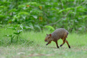 CNP_2018_MQuerron-Agouti