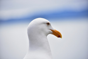 La mouette