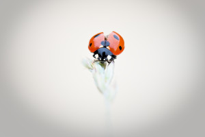 Coccinelle