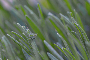 Concours 2019-2020 Papier Nature Coupe de France