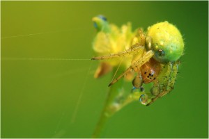 Araignée verte