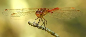 Sympetrum Meridionale