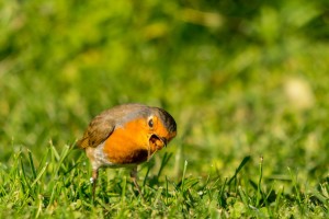 Gourmand