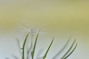 Bulles argentées