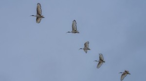 Escadrille Ibis