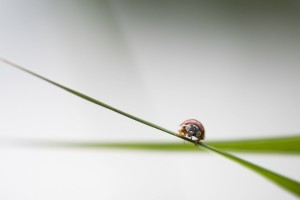 Coccinelle