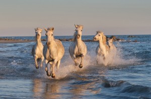 Galop en bord de mer