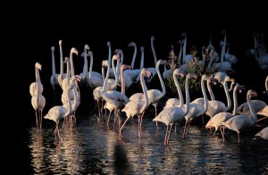 Flamants roses