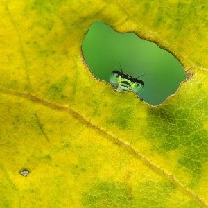 Demoiselle à la fenêtre