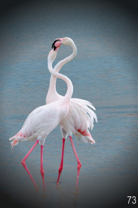 Flamants enlacés / Marc Le Méner