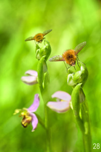 Bombyle / Olivier Larcher