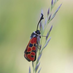 L'été du Papillon / HULIN Agnès