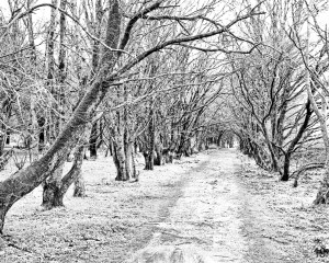 Chemin enneigé / Jean-Pierre Fort