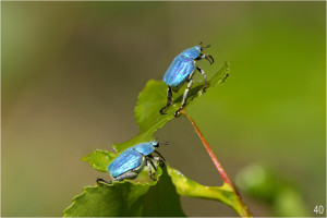 Hoplies Bleues / Bruno Suignard