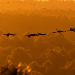 Grues cendrées / SUIGNARD Bruno