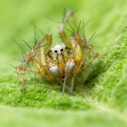 Araignée Lynx / SUIGNARD Bruno