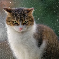 Regard de chat / LARCHER Olivier