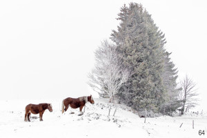 Sous la neige / Alain Marlier