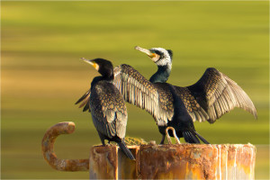 Couple Cormorans /  Bruno Suignard