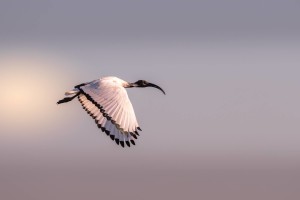 Ibis sacrée en vol /  Dominique Girod