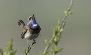 Chant du gorge bleu / Marc Le Mener