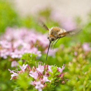 Bombyle / Olivier Larcher