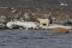 Ours et baleine / Anne Bellancourt