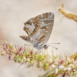 Cacyreus Marshalli / LARCHER Olivier