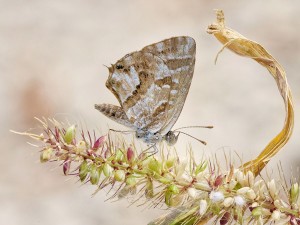 Cacyreus Marshalli / LARCHER Olivier