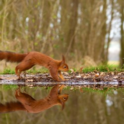 Ecureuil reflet / SUIGNARD Bruno