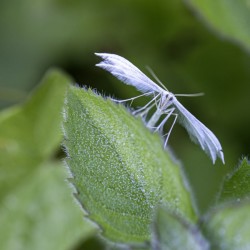 Cryoceris / ZANOLLI Chantal